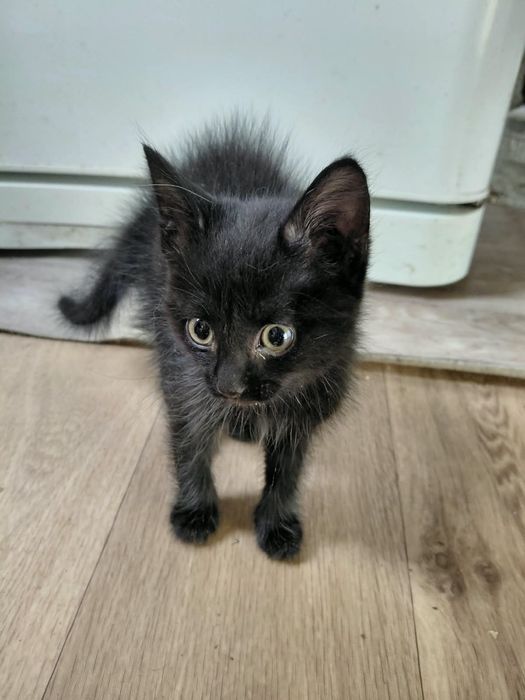 Отдам котёнка в добрые руки