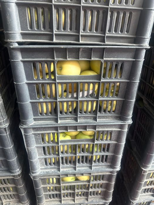 Продам яблоки город Талгар