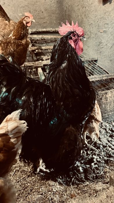 Продаю домашних петухов