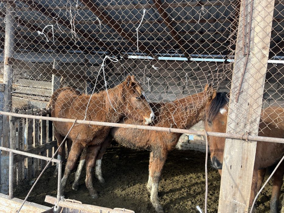 4 бас тай сатылады срочна