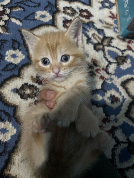 Котенки в добрые руки