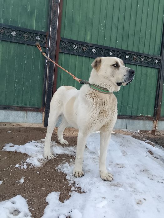 Алабай   азиат..