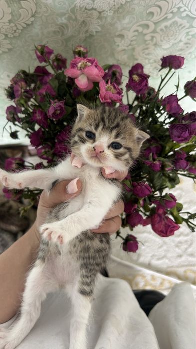 шотландская кошка