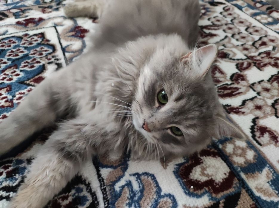 Кошка британская длиннашерстноя