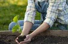 Cuplu serios și responsabil  servicii pentru menaj si gradinarit