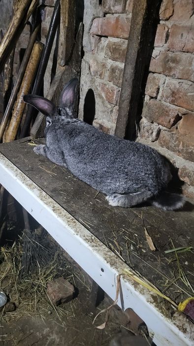 Продам крала..краликав