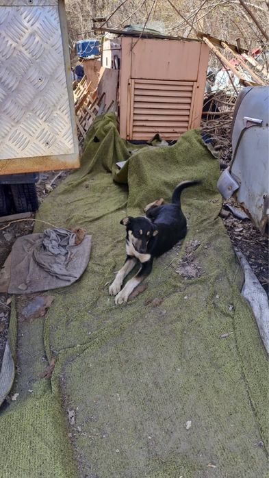 Щенки в добрые руки