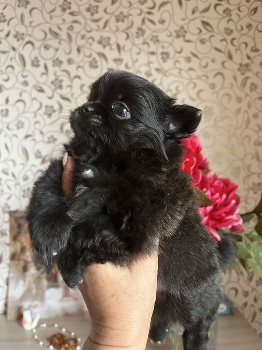 Щенки помчи,шпиц с чихуахуа