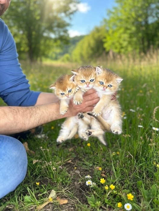 Золотистый шиншилла котёнок