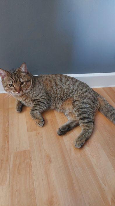 Молодые котики ищут семью