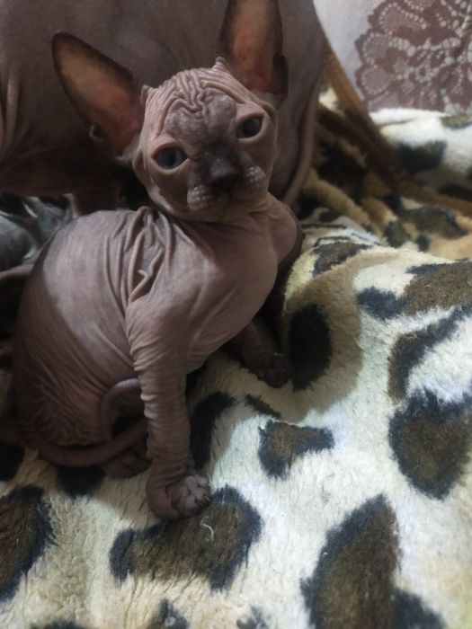 Новогоднее чудо!-  продам котят Сфинкс