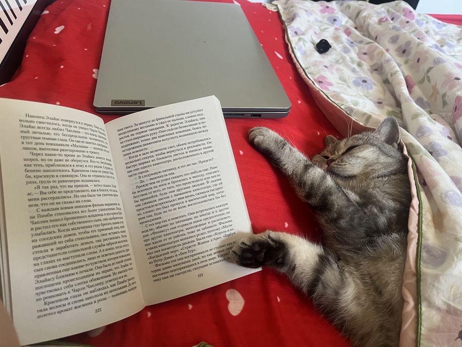 Скотиш страйт в добрые руки