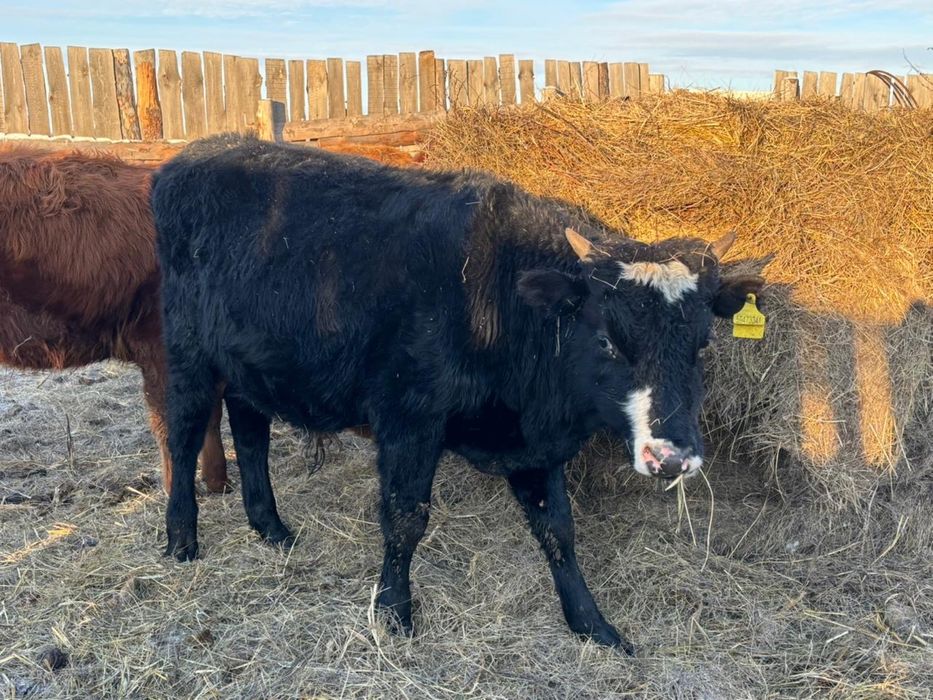 Продается 10 голов бычки