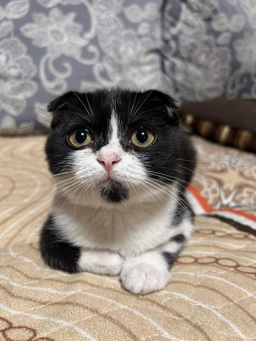Котенок ищет дом