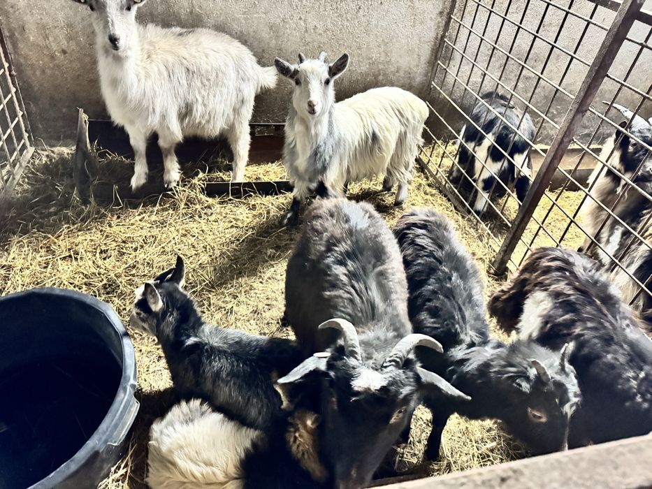 12 Iede si 3 tapi din mame bune de lapte