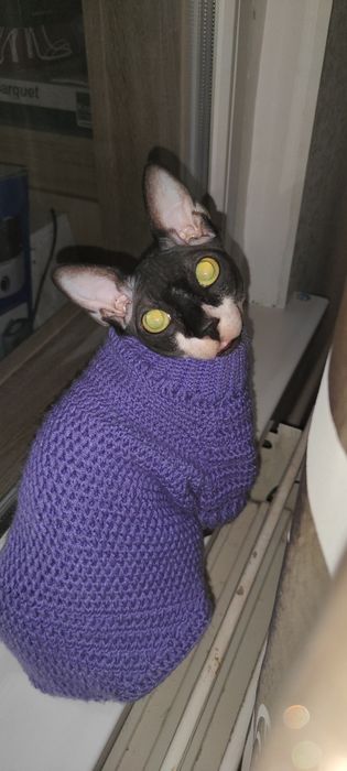 Вязка кота Канадский сфинкс ( мальчик)