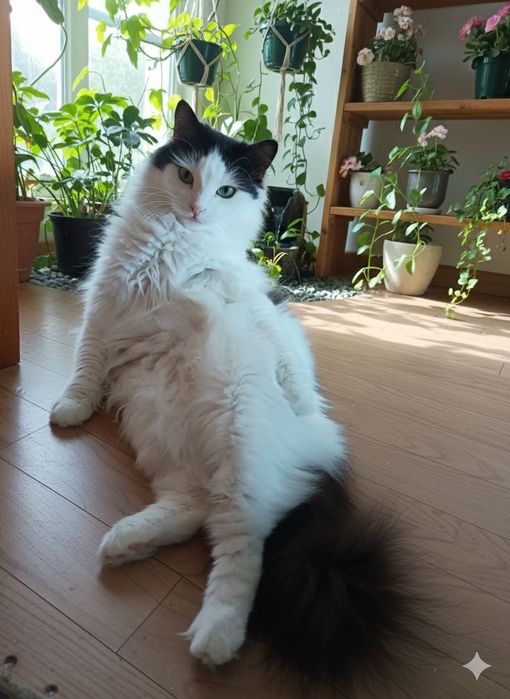 Отдаётся кошечка