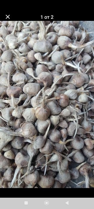 Продавам шафран първо качество