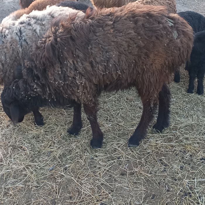 Кошкар   сатамын