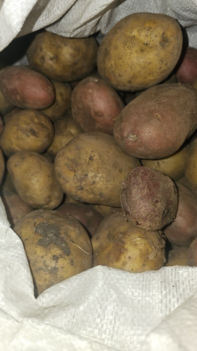 Продам дачный картофель