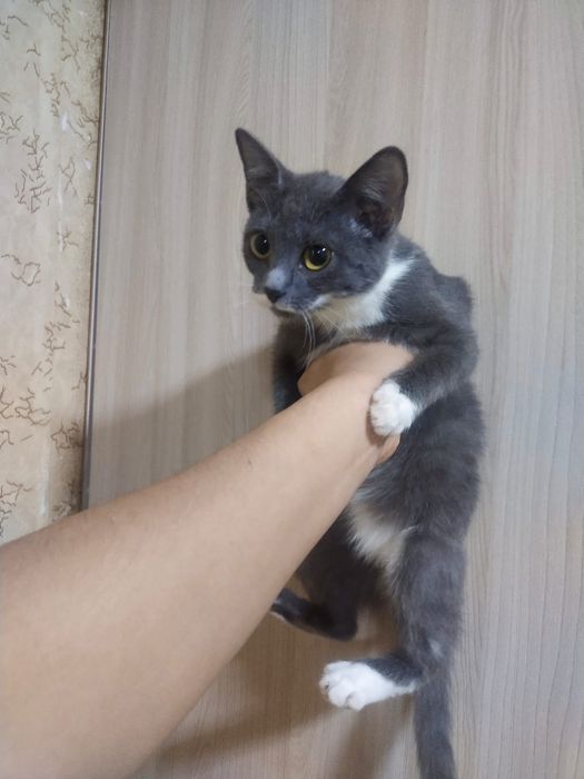 Кошечка 3 мес  возраст