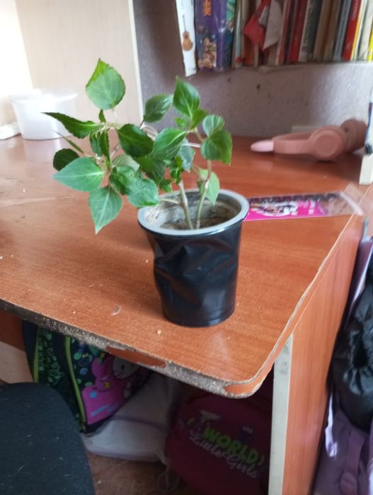 Продам или обменяю