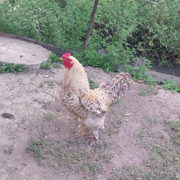 Продам домашний петух.