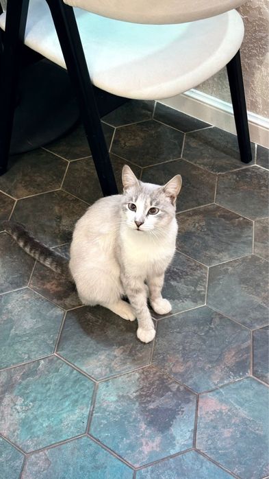 Котик молодой в добрые руки