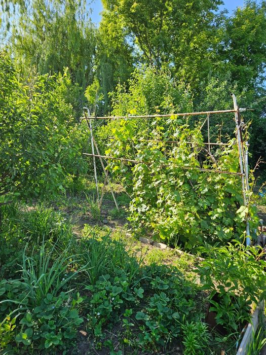 Продам дачу в кооперативе Мелиоратор