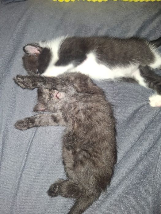 Отдам милых  котят