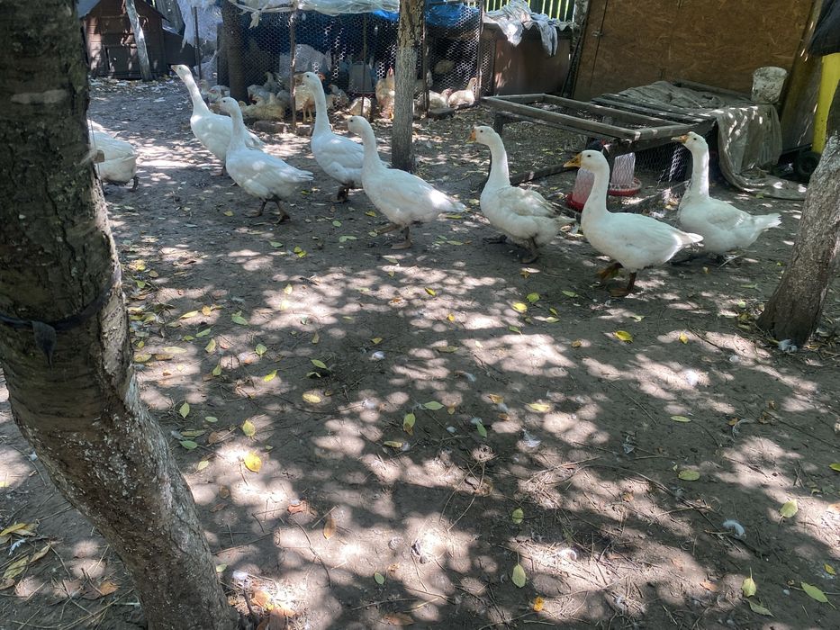 Vand boboci gasca
