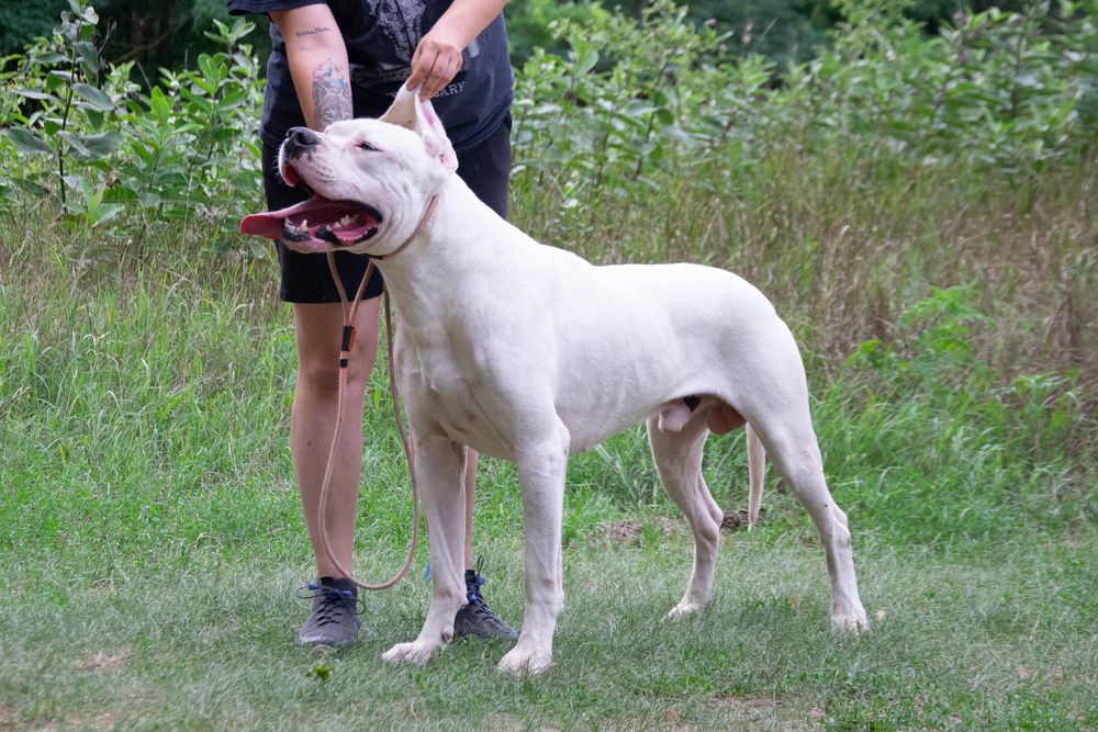 Mascul Dog Argentinian cu Pedigree