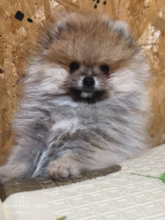 Очаровательный щенок шпица.