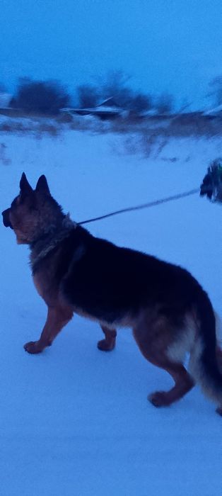 Продам Чк Неметскую овчарку