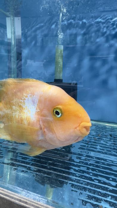 Аквариумные рыбы Попугаи крупные