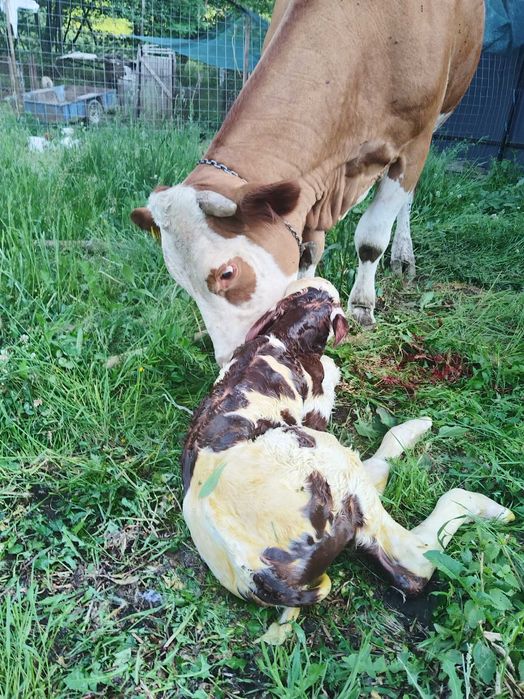 Vaca de vanzare cu vițea