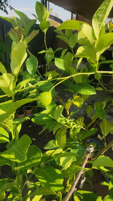 Лимон плодоносящий