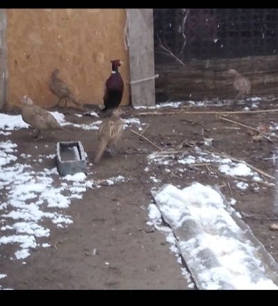 Қырғауылдар сатылады