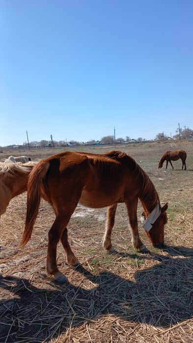 Бие кобыла жуас мінгі