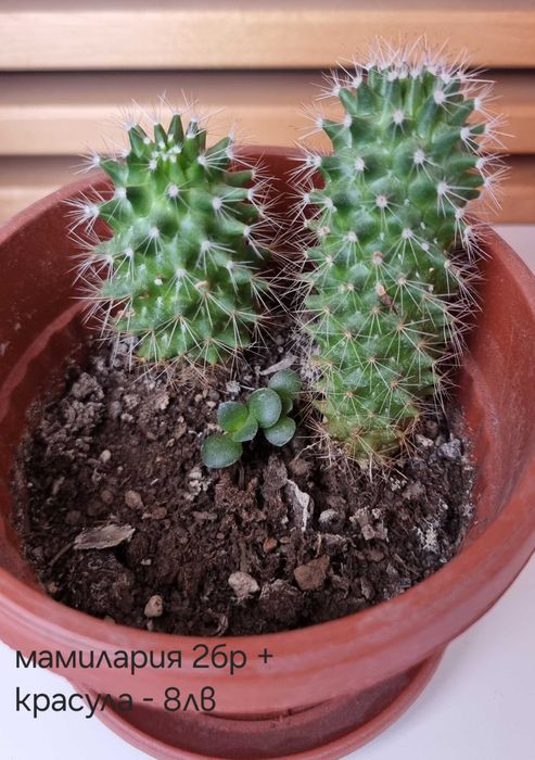 Стайни цветя - Стапелия, Африканска теменужка, Мамилария, Алое