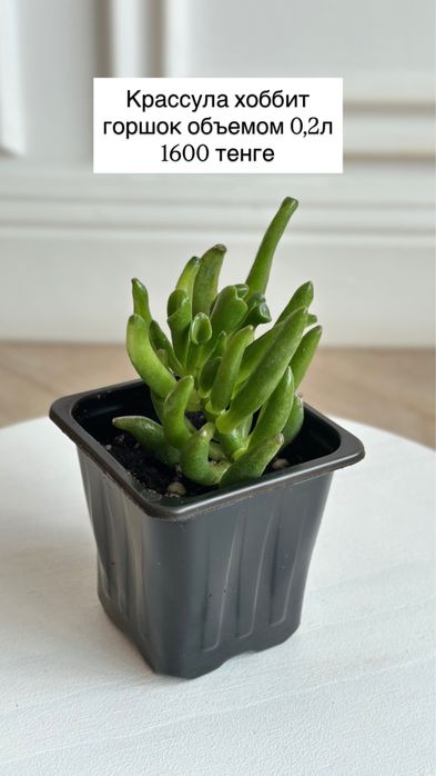 Денежное дерево, крассула хоббит