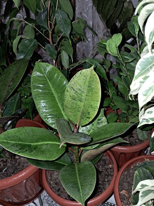 Цветы продаю Мырзакент