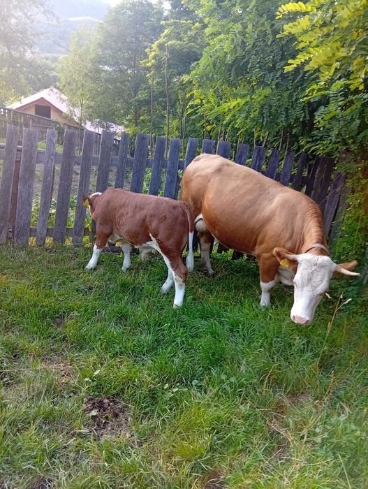 Vând juninca la prima fătare cu vitel