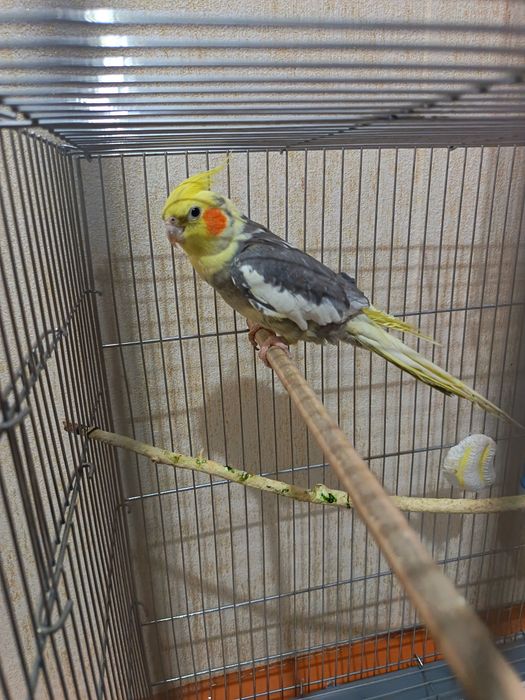 Папугай карелла готовая пара