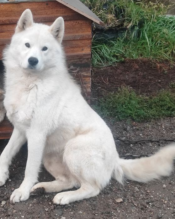 Белый хаски , кабель