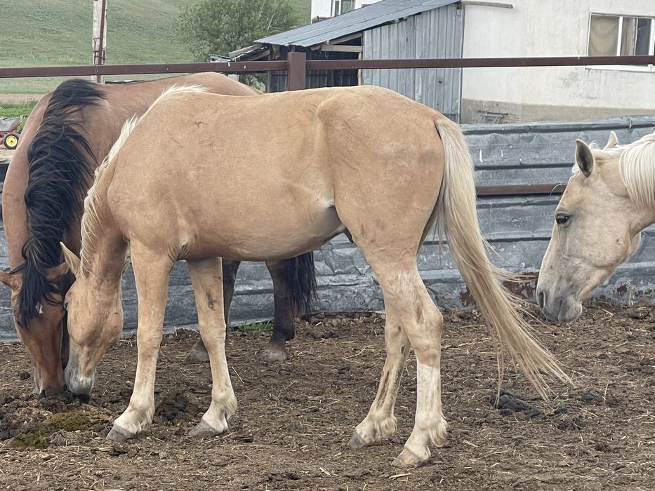 Продам кунан , донен , жеребец ,производитель