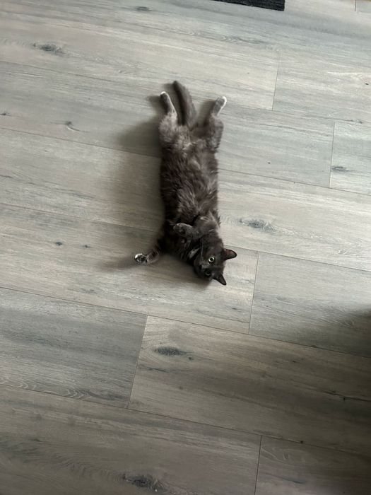 Кошка в добрые руки