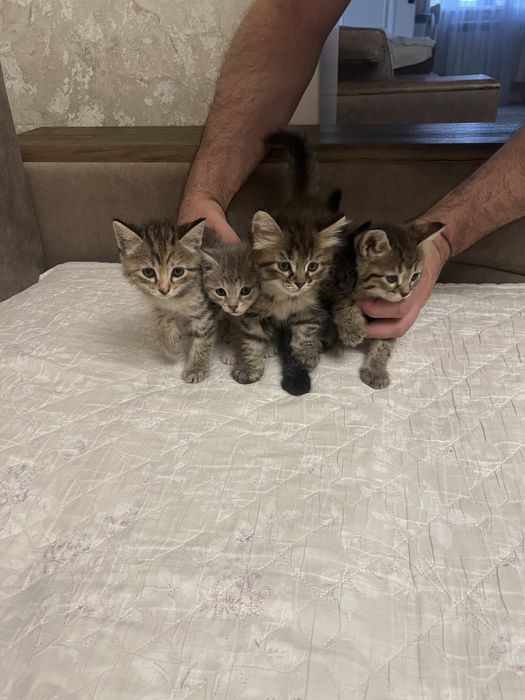 Котята в хорошие руки.