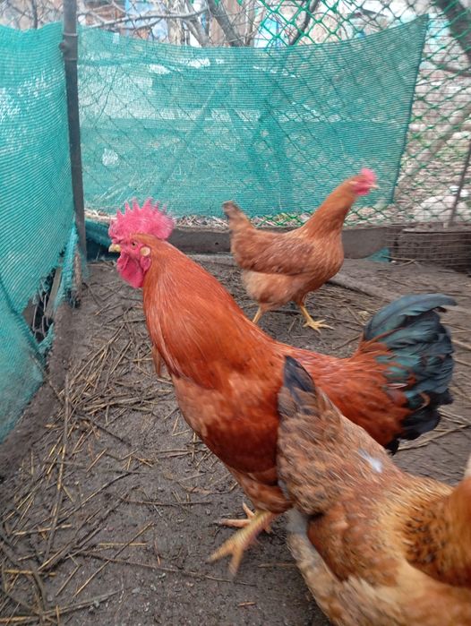 продажа молодых петухов