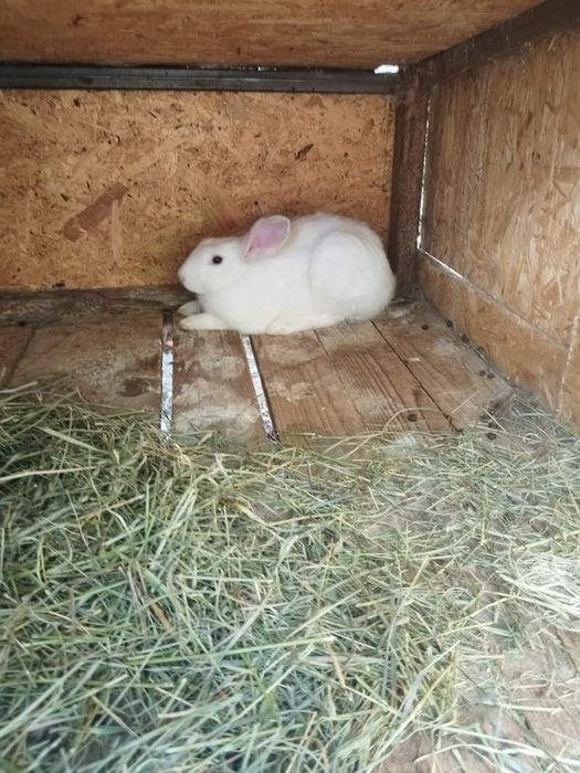 Vand iepuri românești Argeș, negreni